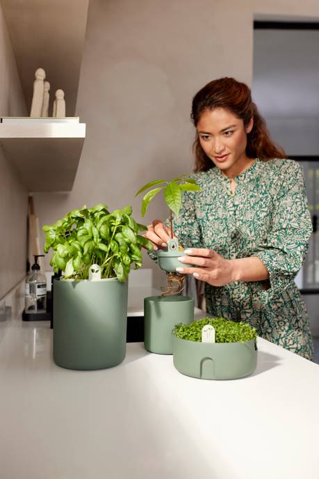 amazing avocado pot laubgrün